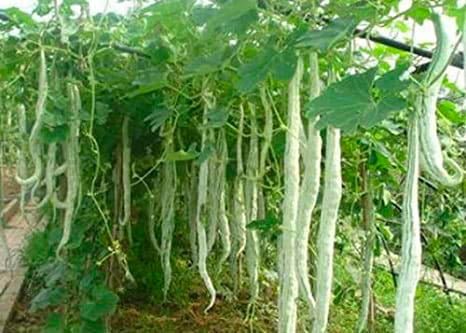 Snake Gourd Seeds – Optimal Seeds